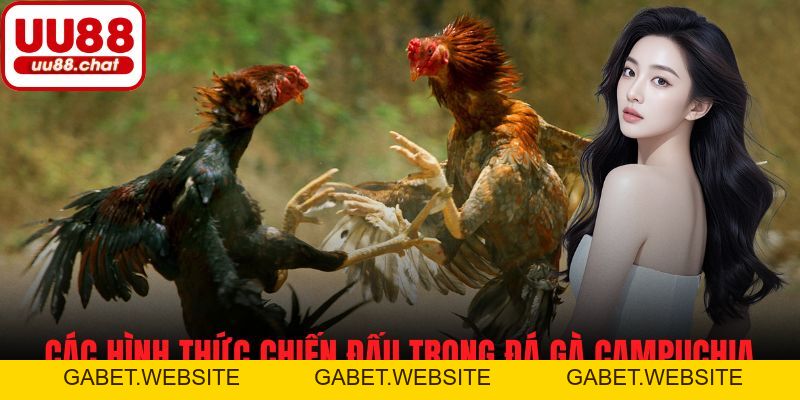 Đá Gà Campuchia - Cách Chơi, Luật Cá Cược và Mẹo Thành Công - gabet