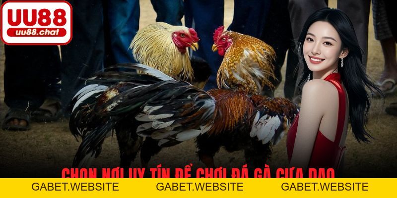 Đá Gà Cựa Dao - Đặc Sắc, Kịch Tính Và Cơ Hội Thắng Cược - gabet