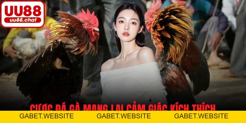 Đá Gà Cựa Dao - Đặc Sắc, Kịch Tính Và Cơ Hội Thắng Cược - gabet
