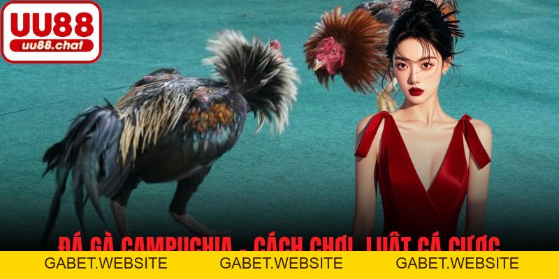 Đá Gà - UU88 - gabet