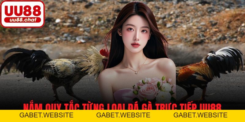 Đá Gà Trực Tiếp UU88 - Trận Đấu Căng Thẳng, Cơ Hội Thắng Lớn - gabet