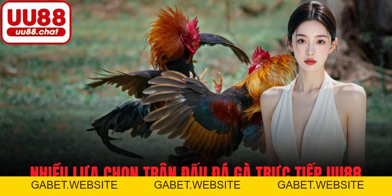 Đá Gà Trực Tiếp UU88 - Trận Đấu Căng Thẳng, Cơ Hội Thắng Lớn - gabet