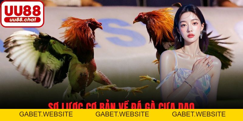 Đá Gà Cựa Dao - Đặc Sắc, Kịch Tính Và Cơ Hội Thắng Cược - gabet