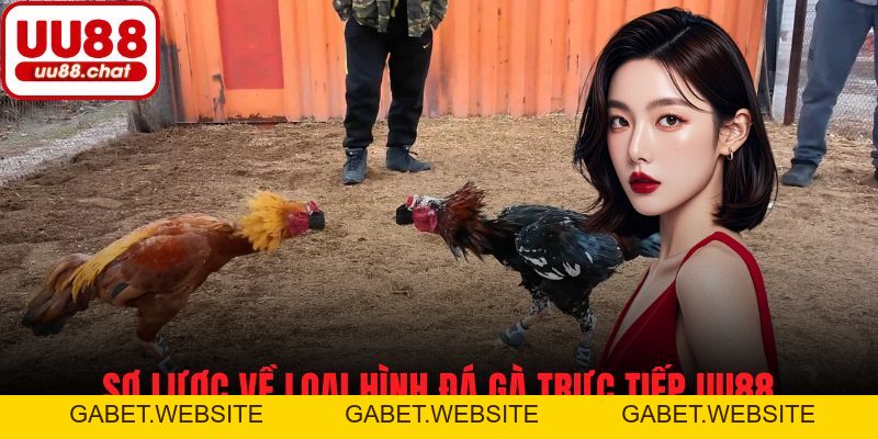 Đá Gà Trực Tiếp UU88 - Trận Đấu Căng Thẳng, Cơ Hội Thắng Lớn - gabet